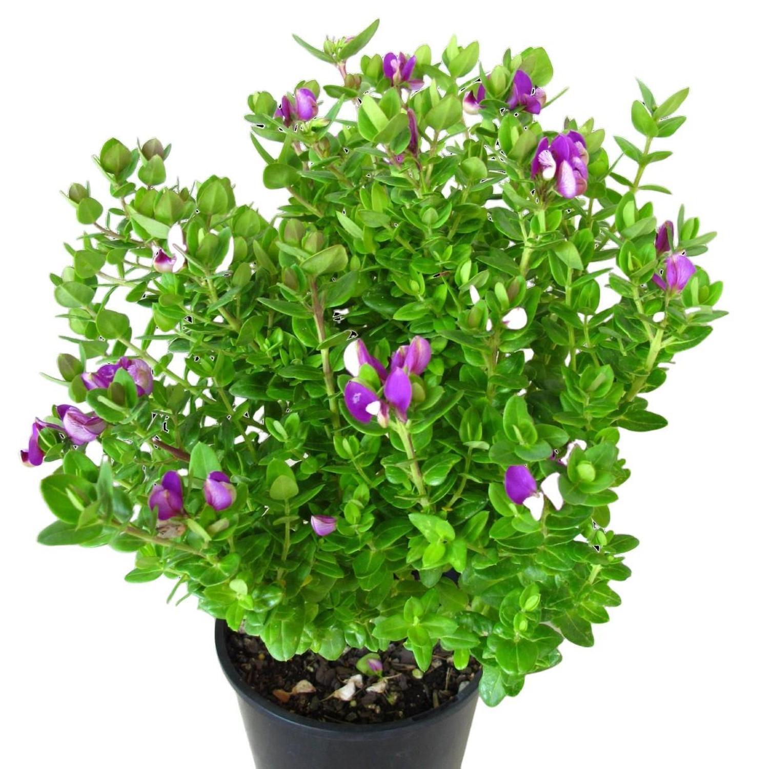 Polygala Petite Butterfly