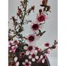 Leptospermum Kea