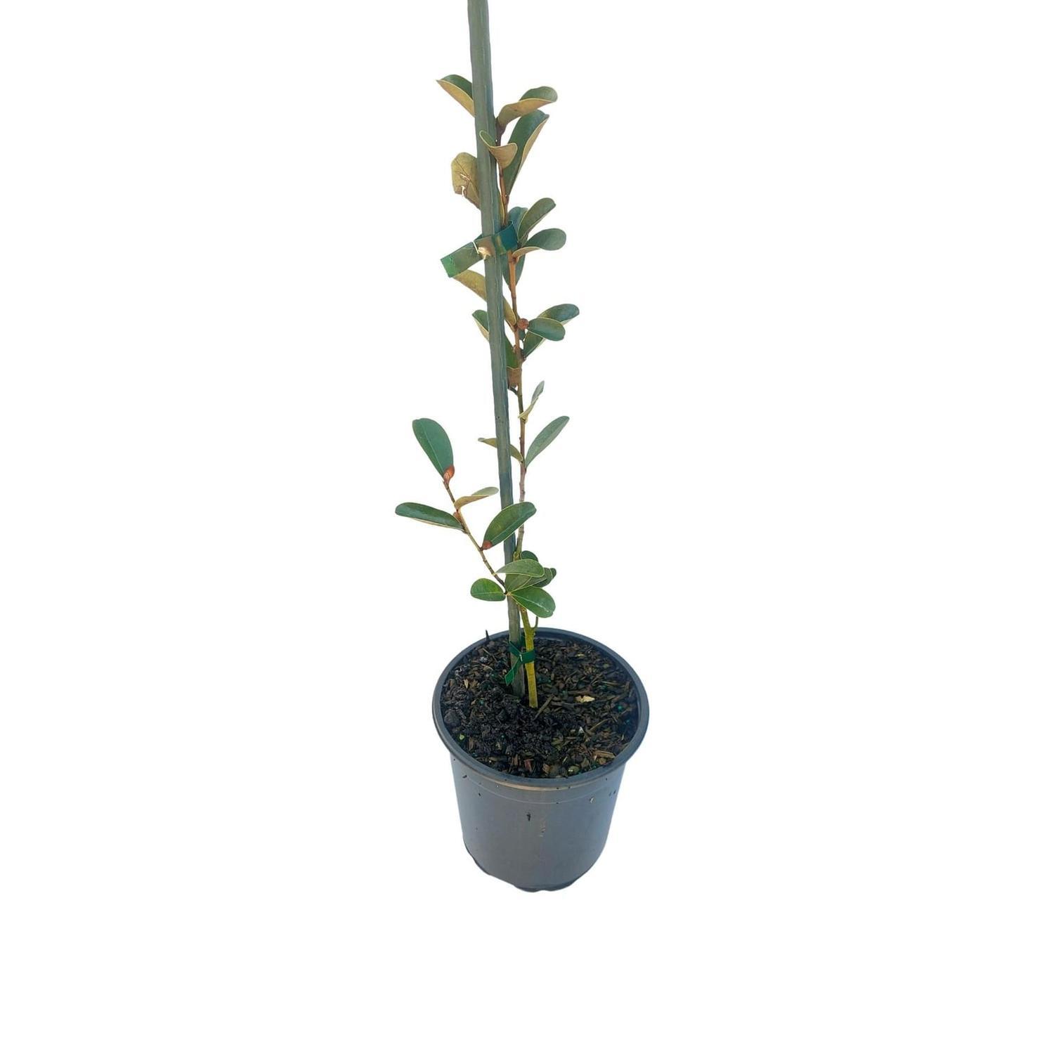 Michelia 'yunnanensis'