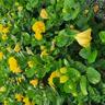 Hibiscus Macdelveon's Yellow 3.3L