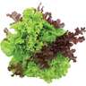 Lettuce Gourmet Combo