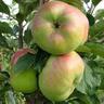 Apple Semi-Dwarf 'Monty's Surprise' 4.7 litre