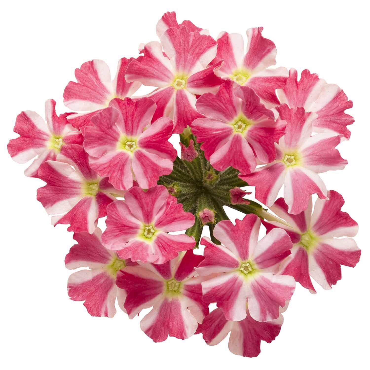 Verbena Royale Cherry Burst
