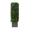 Photinia Gold Artificial Hedge Planter