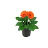 Gerbera