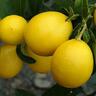 Limequat Eustis