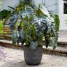 Lightweight Rib Egg Pot Anthracite S