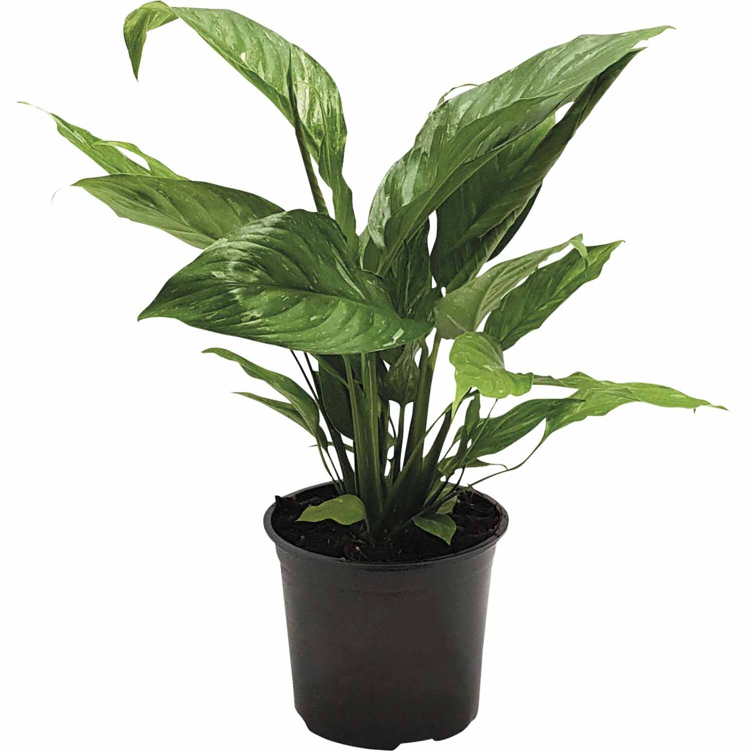 Spathiphyllum 'Peace Lily' 'Domino' 15cm