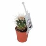 Assorted Cacti Varities