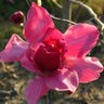 Magnolia Vulcan