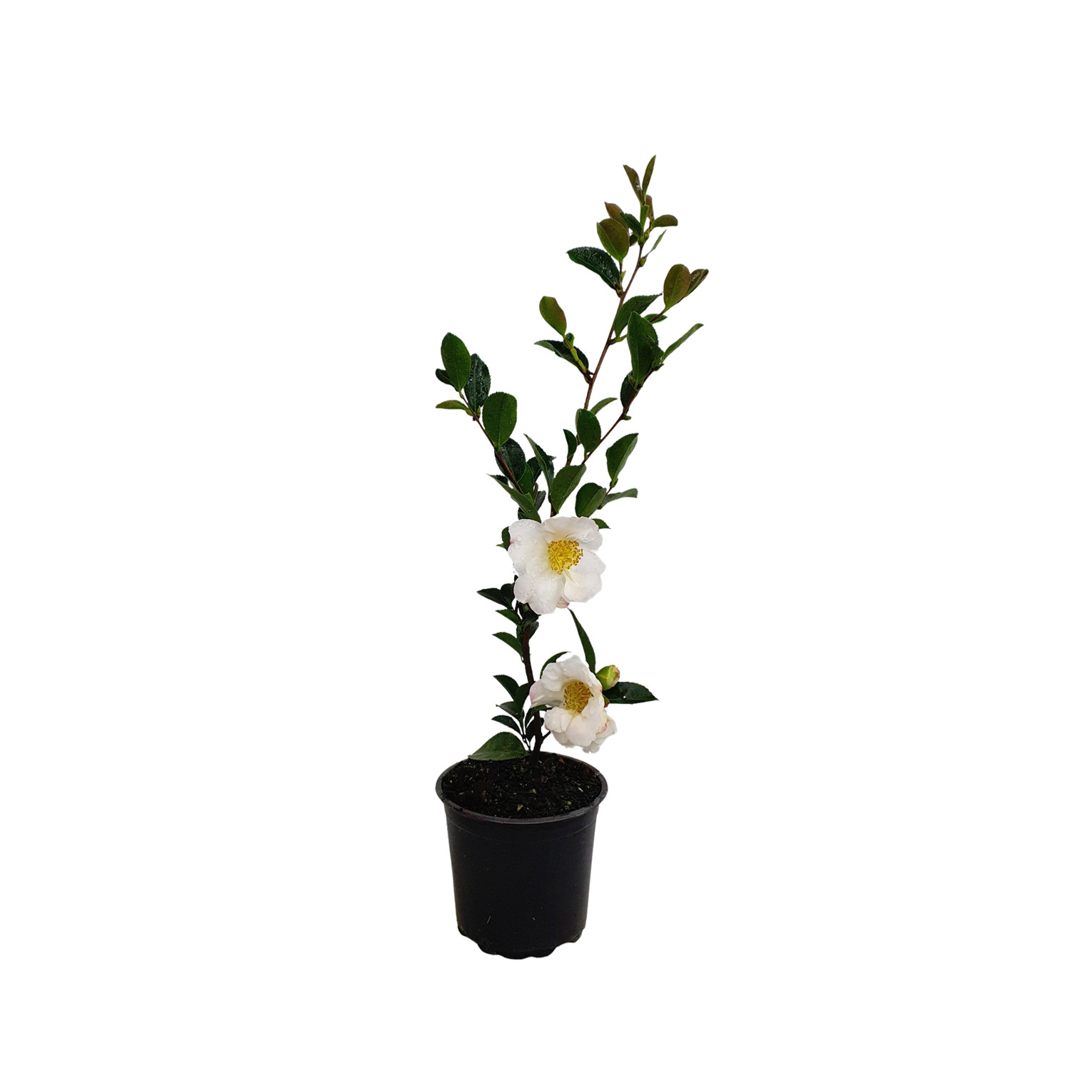 Camellia Setsugekka
