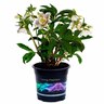 Hellebore Tutu White