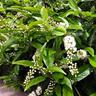 Prunus Lusitanica Standard 90cm