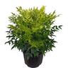 Nandina Lemon Lime 6 litre