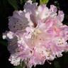 Rhododendron Christmas Cheer 2.5 litre