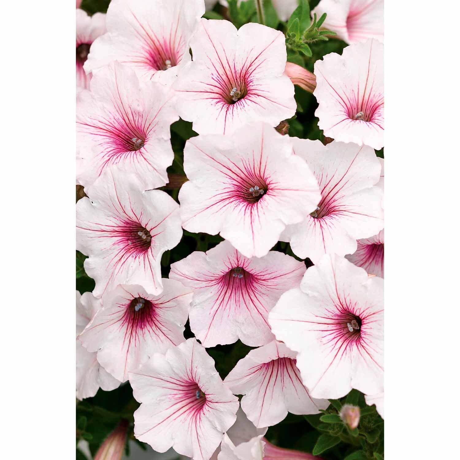 Petunia Vista Silverberry
