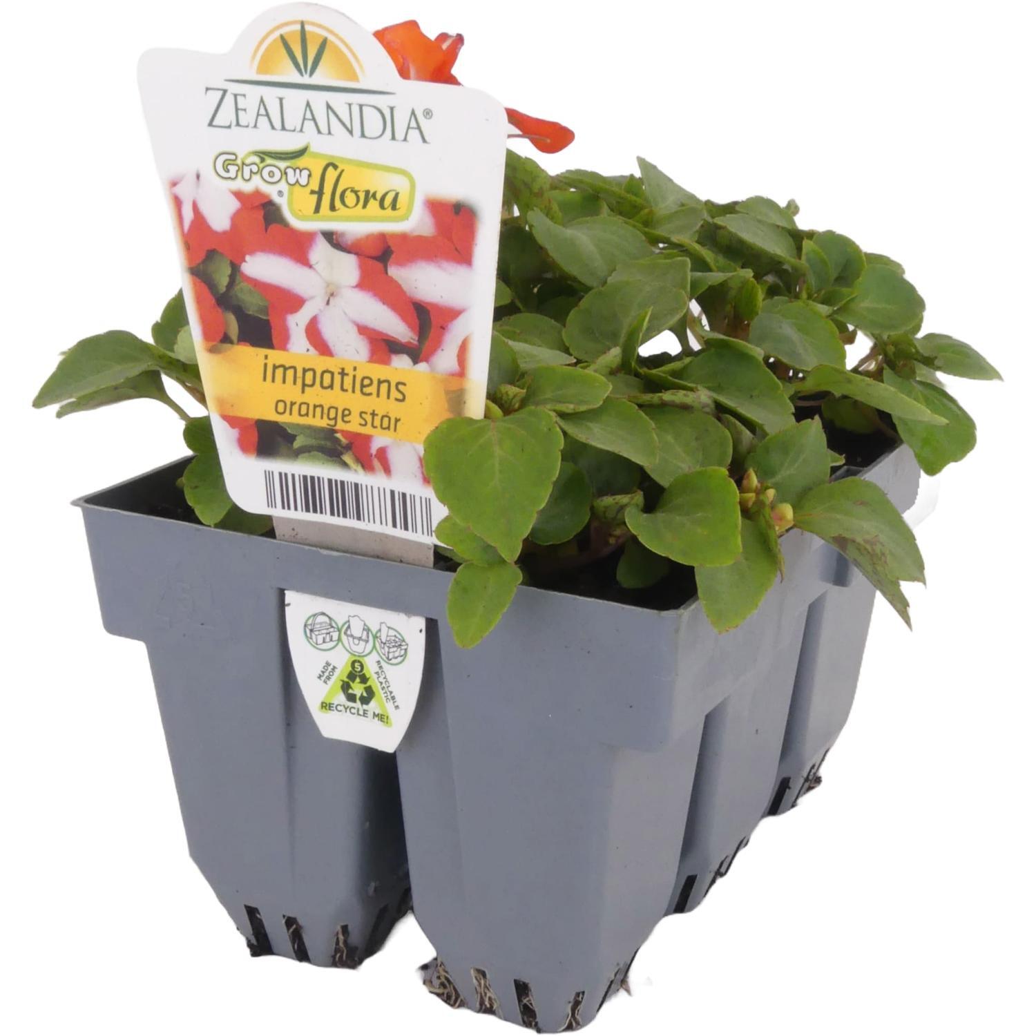 Impatiens Orange Star