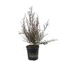 Leptospermum Wiri Kerry