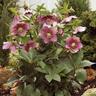 Hellebore Tutu