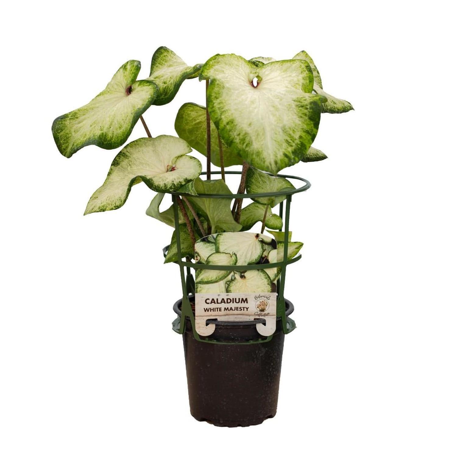 Caladium 'White Majesty'