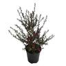 Leptospermum Red Damask