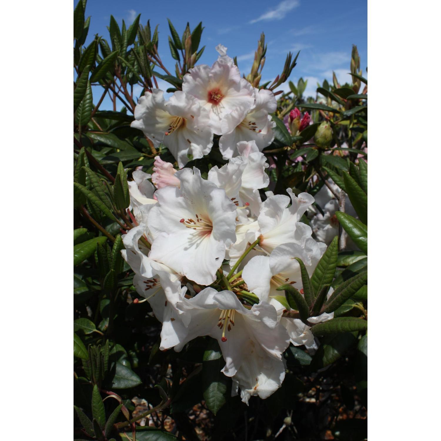 Rhododendron Virginia Richards