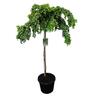 Robinia Lace Lady Standard