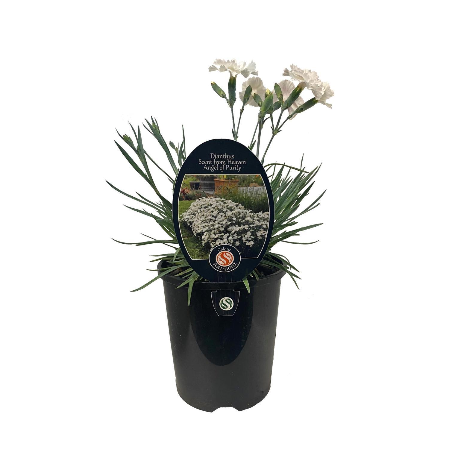 Dianthus Angel of Purity