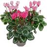 Cyclamen Victoria Mix 10.5cm