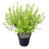 Pittosporum Mountain Green 4L