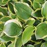 Hosta Queen Josephine