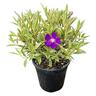 Tibouchina Blaze of Glory 4L