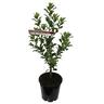 Pittosporum Stephen's Island