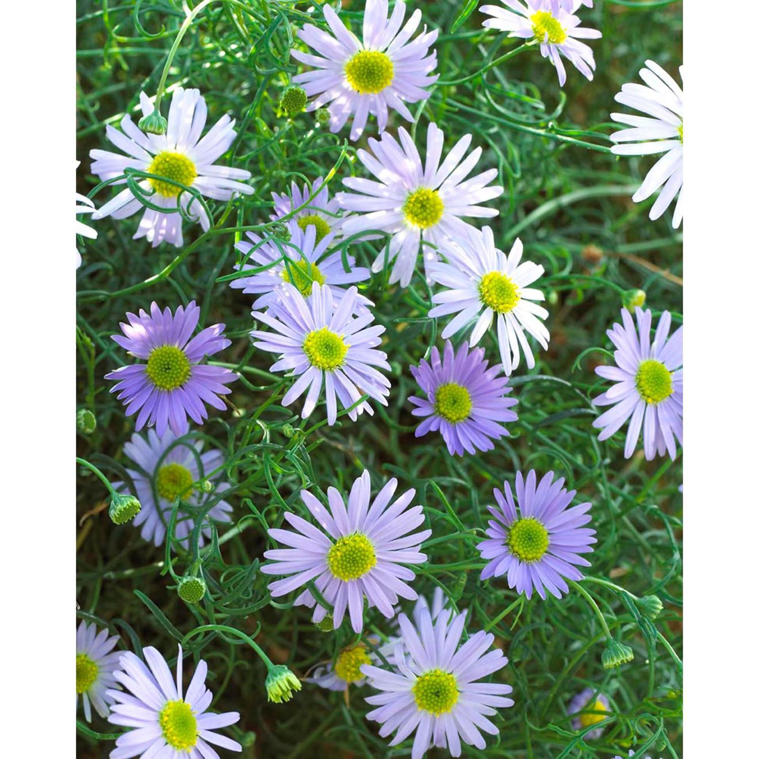 Surdaisy Brachyscome Mauve