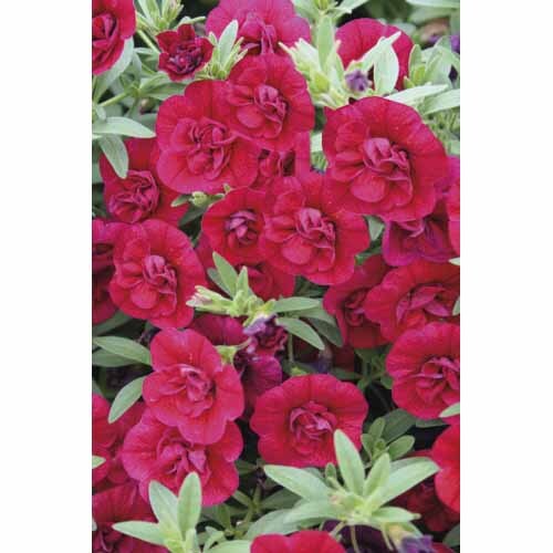 Calibrachoa Double Ruby