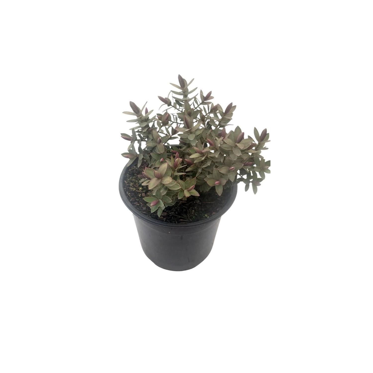 Hebe Albicans 'Red Edge'