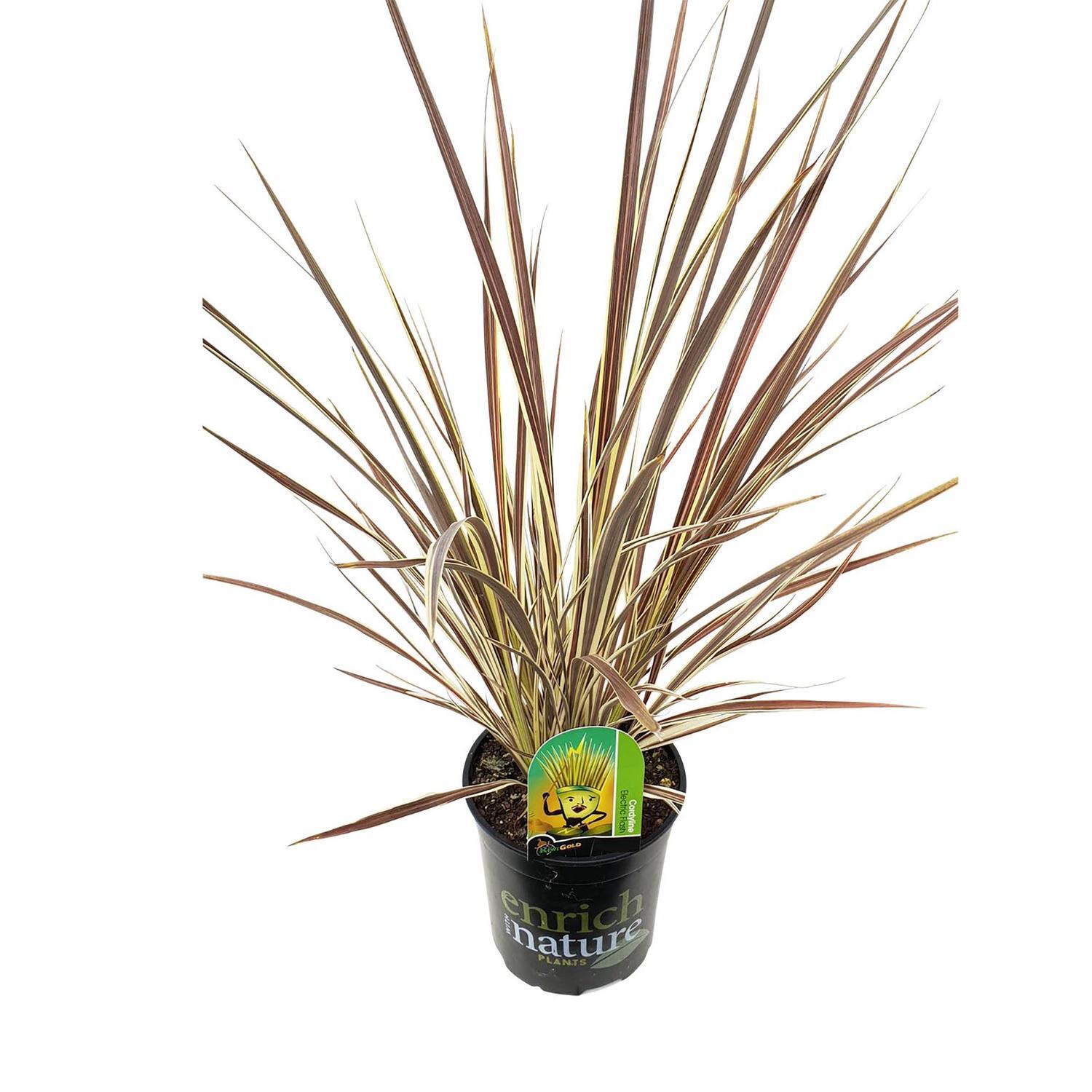 Cordyline Electric Flash