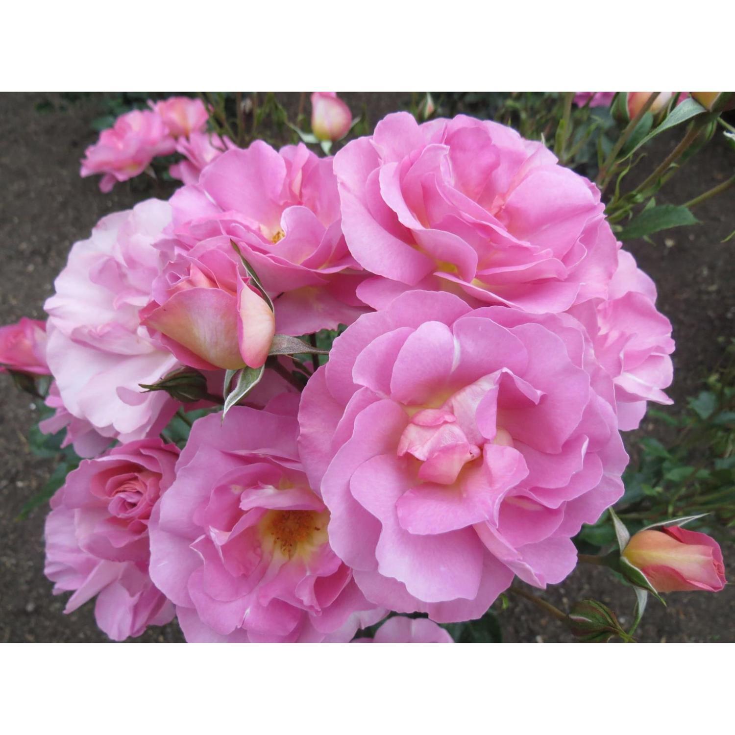 Rose Pacific Glory