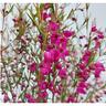 Boronia Lipstick