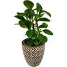Peperomia Obtusa 'Jade' in Ceramic Pot