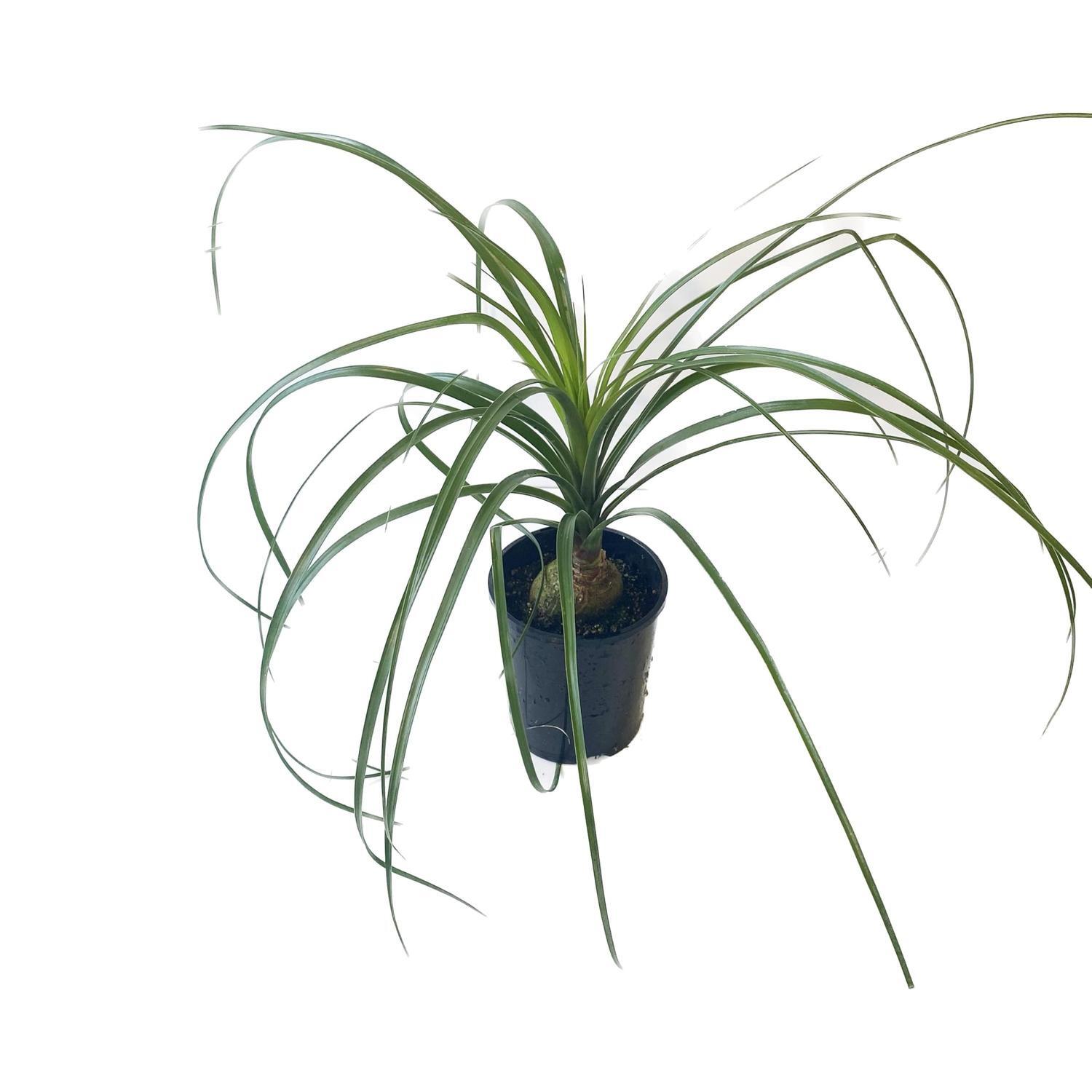 Ponytail Palm 14cm