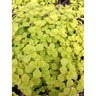 Sedum Makinoi Ogon