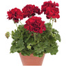 Geranium Cassiopeia