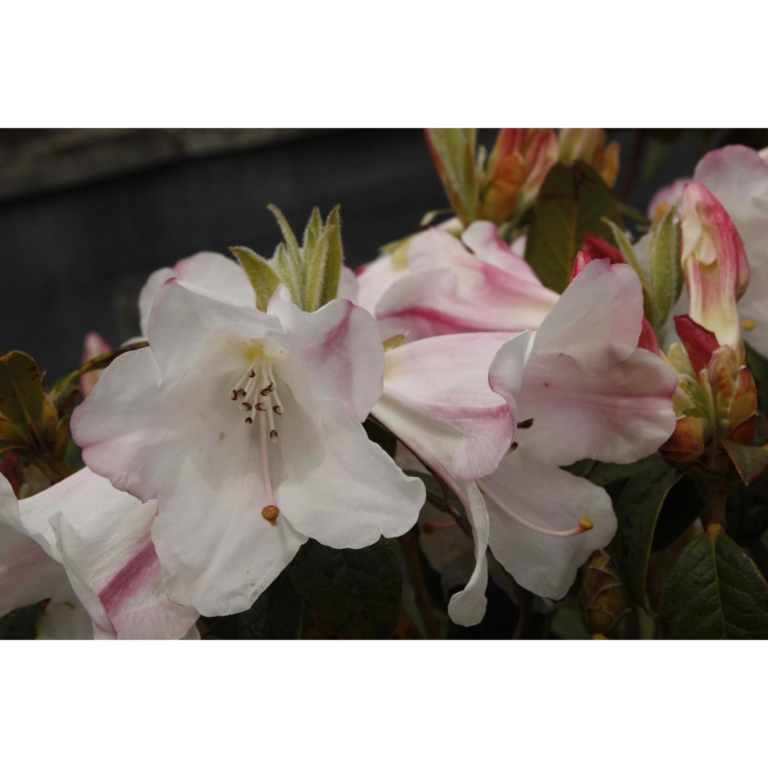 Rhododendron Princess Alice