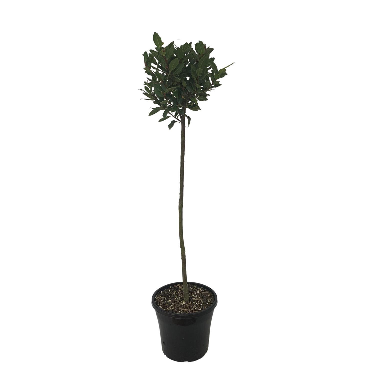 Laurus Tuscan Tower Standard