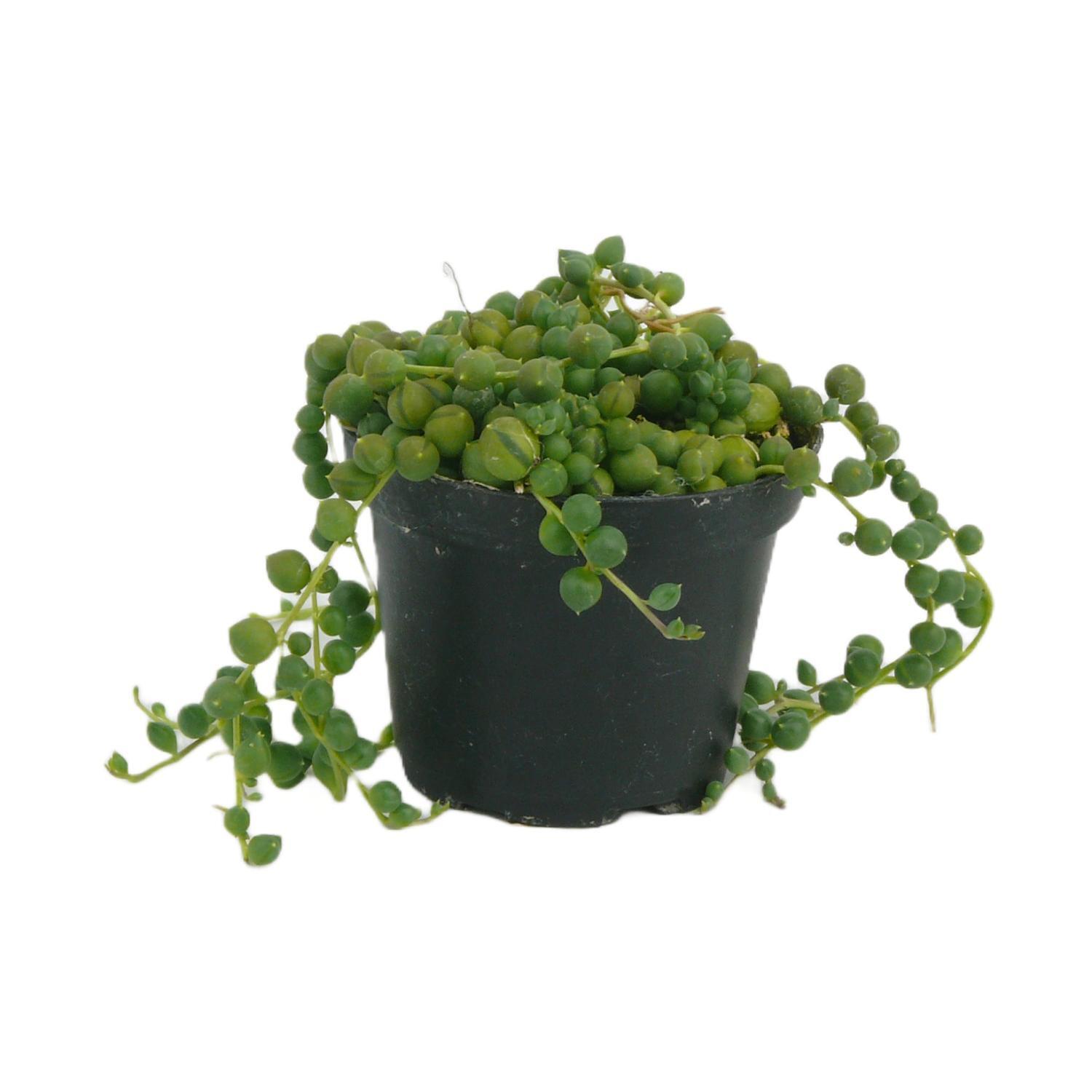 Senecio String of Pearls