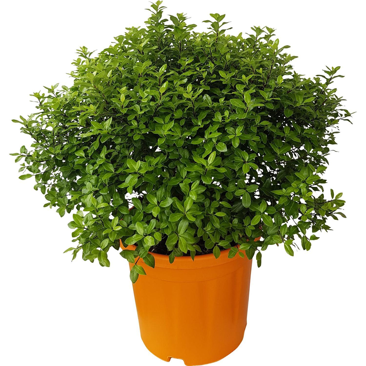 Pittosporum Little Gem