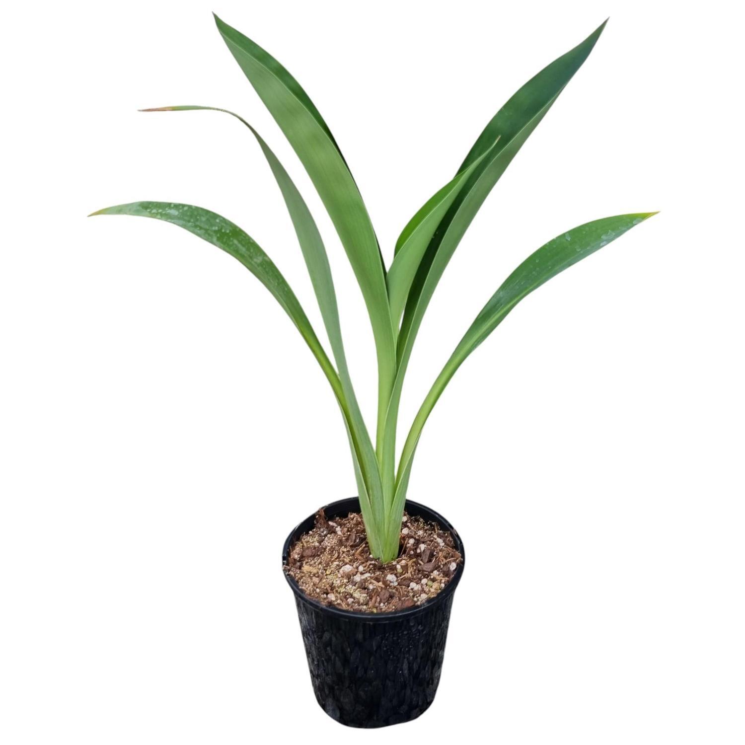 Arthopodium Matapouri 2L