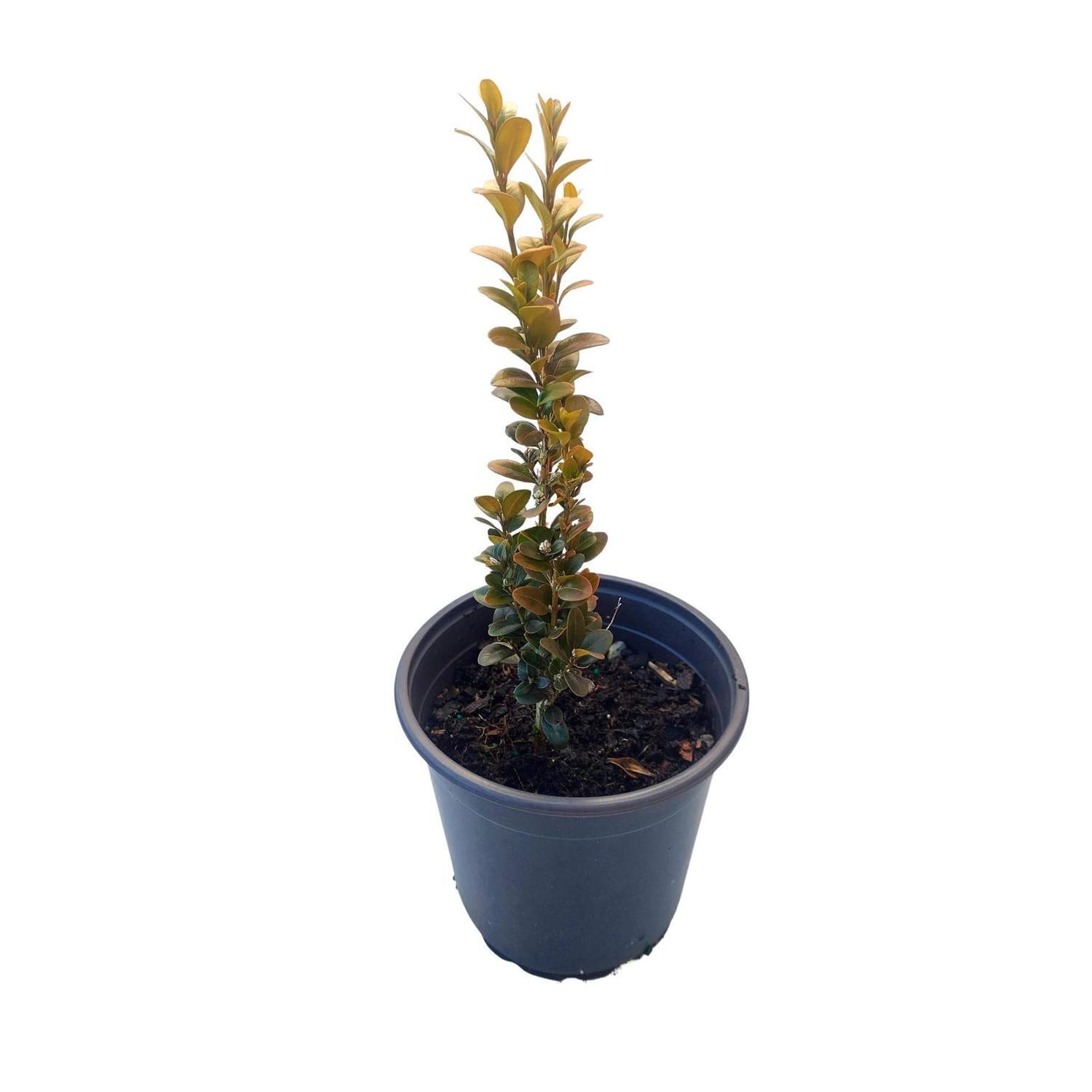 Buxus 'graham blandy'