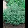 Herb Thyme Common